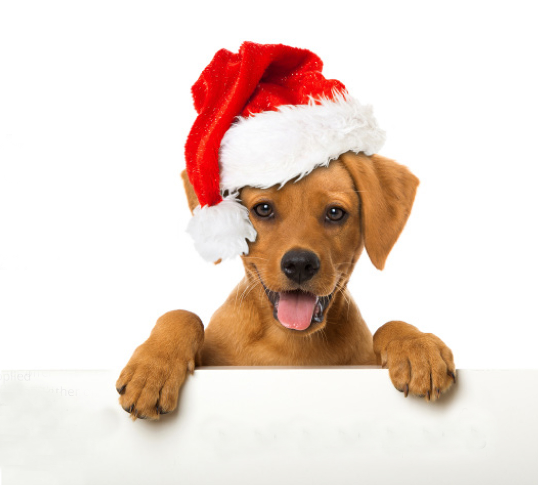 Santa Paws Dog Treat voucher Dog