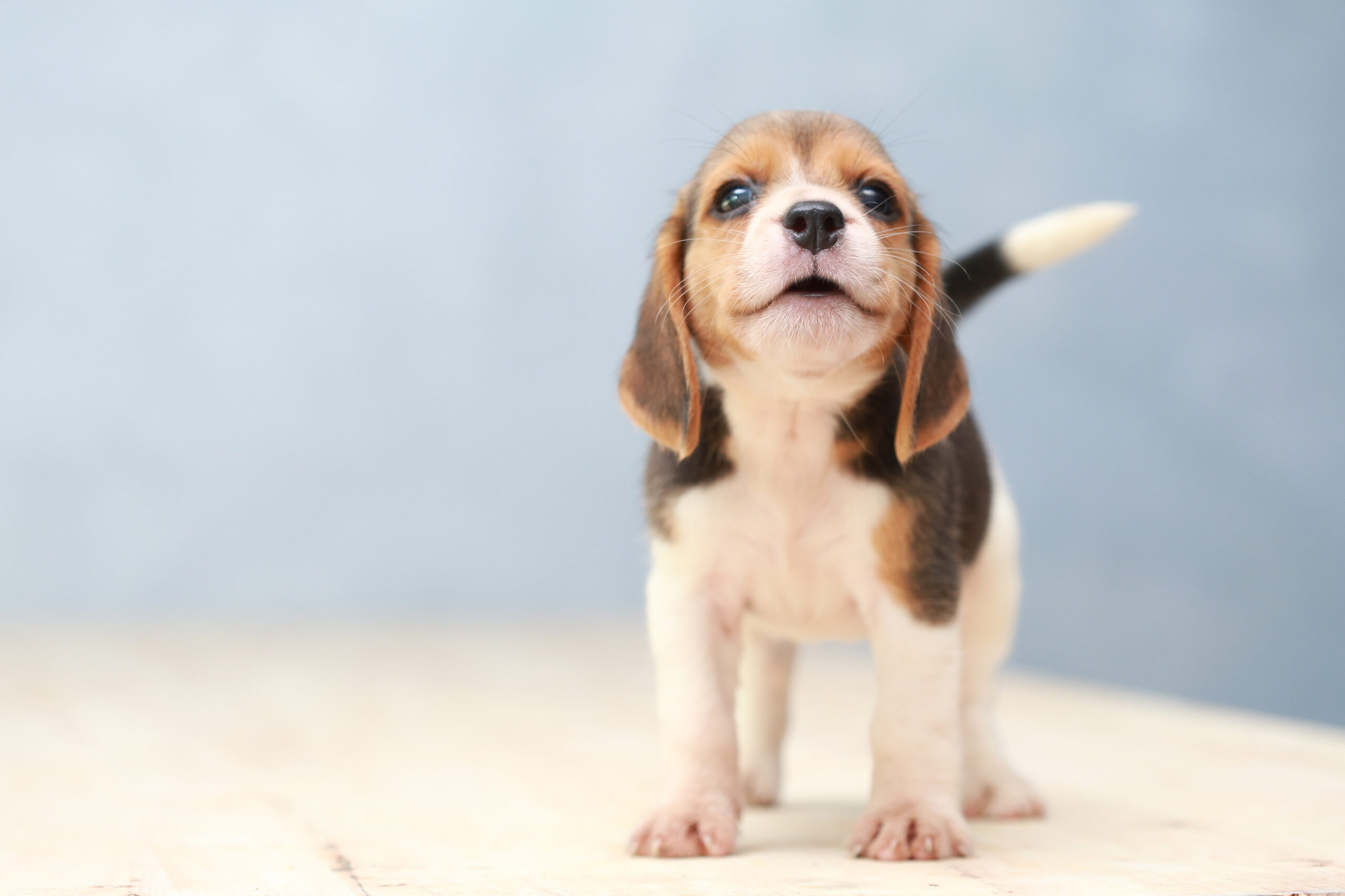 Small,Cute,Beagle,Puppy,Dog,Looking,Up